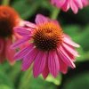 Bay Gardens Echinacea Purpurea 'PowWow Wild Berry' Coneflower