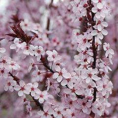 Bay Gardens NY Shade & Flowering Trees 'Krauter Vesuvius' Purple Leaf Plum