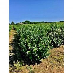 Bay Gardens NY California Privet 8 Bay Gardens NY California Privet