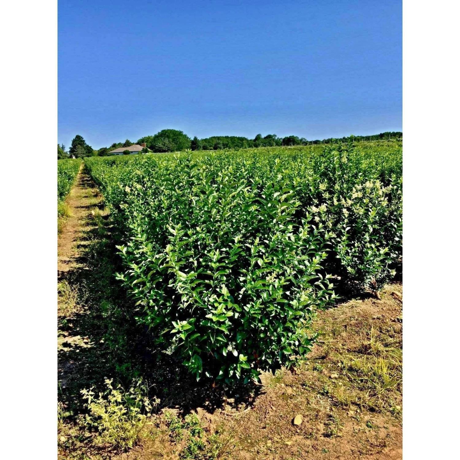 Bay Gardens NY California Privet 5 Bay Gardens NY California Privet