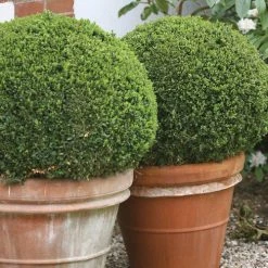 Bay Gardens NY Boxwood 'Sprinter®' Evergreen Shrubs
