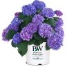 Bay Gardens NY Hydrangea Macrophylla 'Let's Dance® Rhythmic Blue®'