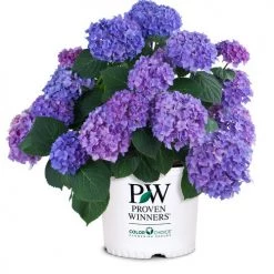 Bay Gardens NY Hydrangea Macrophylla 'Let's Dance® Rhythmic Blue®'