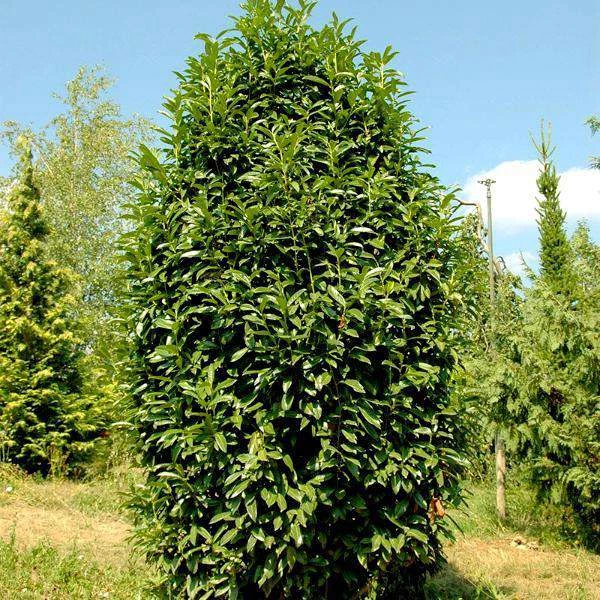 Bay Gardens Laurel 'Mariblon' 3 Bay Gardens Laurel 'Mariblon'