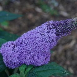 Bay Gardens Buddleia Pugster® 'Amethyst' Deer Resistant Plants