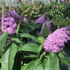 Bay Gardens Buddleia Pugster® 'Amethyst' Deer Resistant Plants