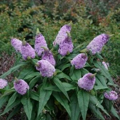 Bay Gardens Buddleia Pugster® 'Amethyst' Deer Resistant Plants