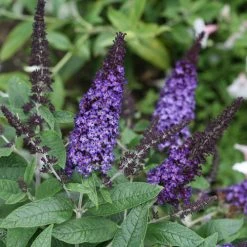 Bay Gardens NY Buddleia Pugster® 'Blue'