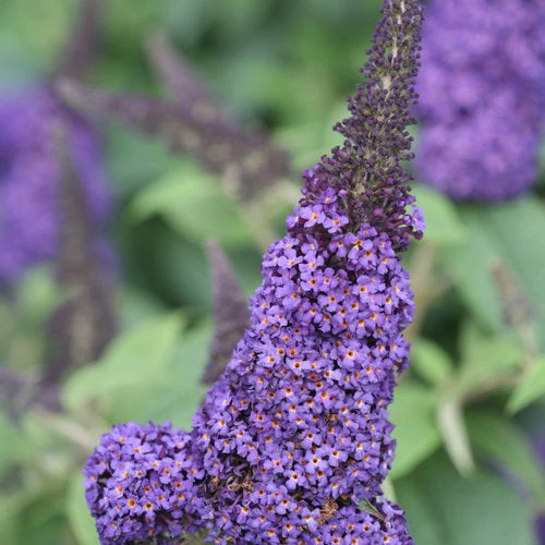 Bay Gardens NY Buddleia Pugster® 'Blue'