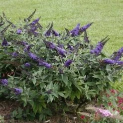Bay Gardens NY Buddleia Pugster® 'Blue'