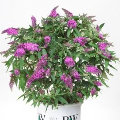 Bay Gardens NY Deer Resistant Plants Buddleia Pugster® 'Periwinkle'