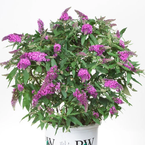 Bay Gardens NY Deer Resistant Plants Buddleia Pugster® 'Periwinkle' 4 Bay Gardens NY Deer Resistant Plants Buddleia Pugster® 'Periwinkle'