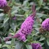 Bay Gardens NY Deer Resistant Plants Buddleia Pugster® 'Periwinkle'