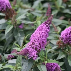 Bay Gardens NY Deer Resistant Plants Buddleia Pugster® 'Periwinkle'