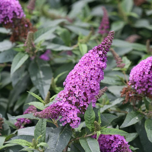 Bay Gardens NY Deer Resistant Plants Buddleia Pugster® 'Periwinkle' 3 Bay Gardens NY Deer Resistant Plants Buddleia Pugster® 'Periwinkle'