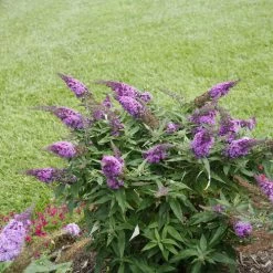 Bay Gardens NY Deer Resistant Plants Buddleia Pugster® 'Periwinkle' 7 Bay Gardens NY Deer Resistant Plants Buddleia Pugster® 'Periwinkle'