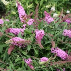 Bay Gardens NY Buddleia Pugster® 'Pink'