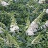Bay Gardens NY Deer Resistant Plants Buddleia Pugster® 'White'