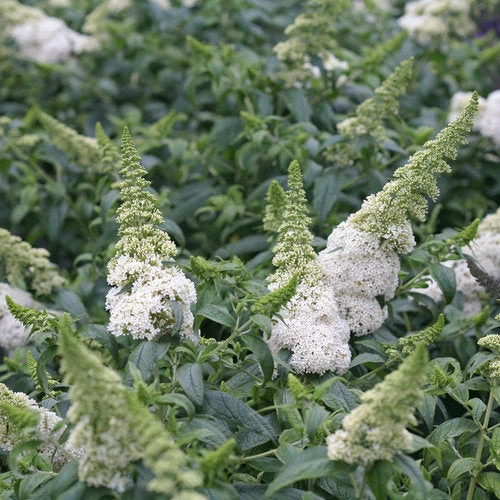 Bay Gardens NY Deer Resistant Plants Buddleia Pugster® 'White' 3 Bay Gardens NY Deer Resistant Plants Buddleia Pugster® 'White'