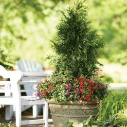 Bay Gardens Arborvitae 'Spring Grove' Privacy Plants