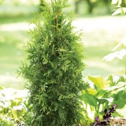 Bay Gardens Arborvitae 'Spring Grove' Privacy Plants