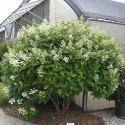 Bay Gardens NY Flowering Shrubs Hydrangea Paniculata 'Quick Fire' 12 Bay Gardens NY Flowering Shrubs Hydrangea Paniculata 'Quick Fire'