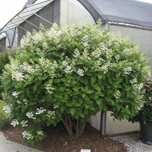 Bay Gardens NY Flowering Shrubs Hydrangea Paniculata 'Quick Fire' 6 Bay Gardens NY Flowering Shrubs Hydrangea Paniculata 'Quick Fire'
