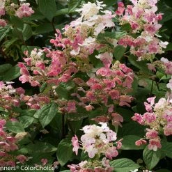 Bay Gardens NY Flowering Shrubs Hydrangea Paniculata 'Quick Fire' 13 Bay Gardens NY Flowering Shrubs Hydrangea Paniculata 'Quick Fire'