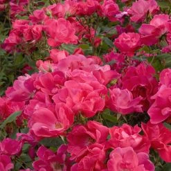 Bay Gardens NY Rosa 'Knockout'® ('Radrazz') Flowering Shrubs 11 Bay Gardens NY Rosa 'Knockout'® ('Radrazz') Flowering Shrubs
