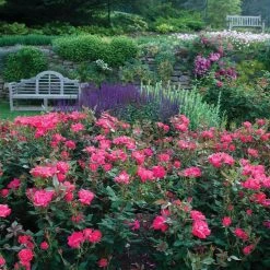 Bay Gardens NY Rosa 'Knockout'® ('Radrazz') Flowering Shrubs 10 Bay Gardens NY Rosa 'Knockout'® ('Radrazz') Flowering Shrubs