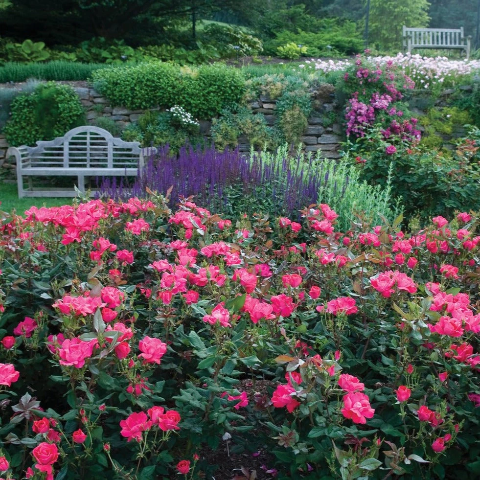Bay Gardens NY Rosa 'Knockout'® ('Radrazz') Flowering Shrubs 6 Bay Gardens NY Rosa 'Knockout'® ('Radrazz') Flowering Shrubs