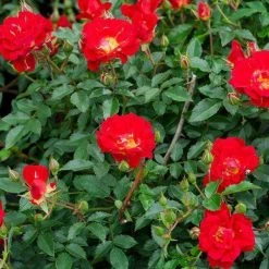 Bay Gardens NY Rosa 'Red Drift'®