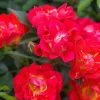 Bay Gardens NY Rosa 'Red Drift'®