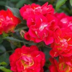 Bay Gardens NY Rosa 'Red Drift'®