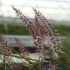 Bay Gardens NY Grass Pennisetum Orientale 'Karley Rose' PP 12909 Deer Resistant Plants