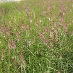 Bay Gardens NY Grass Pennisetum Orientale 'Karley Rose' PP 12909 Deer Resistant Plants