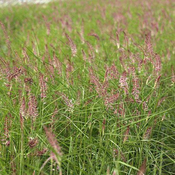 Bay Gardens NY Grass Pennisetum Orientale 'Karley Rose' PP 12909 Deer Resistant Plants 3 Bay Gardens NY Grass Pennisetum Orientale 'Karley Rose' PP 12909 Deer Resistant Plants