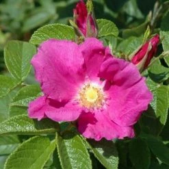 Bay Gardens NY Flowering Shrubs Rosa Rugosa 9 Bay Gardens NY Flowering Shrubs Rosa Rugosa