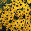 Bay Gardens NY Perennials Rudbeckia 'Goldsturm'
