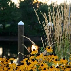 Bay Gardens NY Perennials Rudbeckia 'Goldsturm'