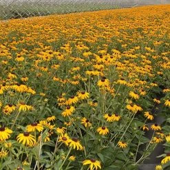 Bay Gardens NY Perennials Rudbeckia 'Goldsturm'