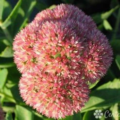 Bay Gardens NY Sedum X 'Autumn Joy'