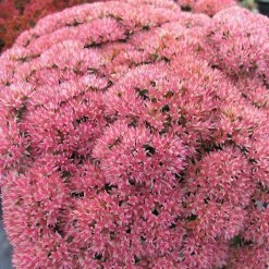 Bay Gardens NY Sedum X 'Autumn Joy'