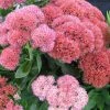 Bay Gardens NY Sedum X 'Autumn Joy'