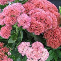 Bay Gardens NY Sedum X 'Autumn Joy'