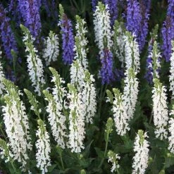 Bay Gardens NY Salvia X Sylvestris 'Snow Hill'