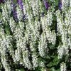 Bay Gardens NY Salvia X Sylvestris 'Snow Hill' 1 Bay Gardens NY Salvia X Sylvestris 'Snow Hill'