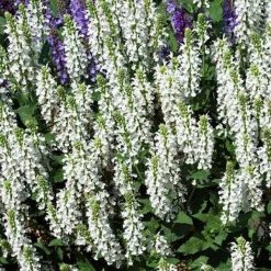 Bay Gardens NY Salvia X Sylvestris 'Snow Hill'