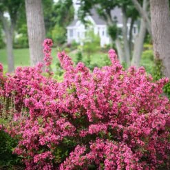 Bay Gardens NY Weigela Flo. Sonic Bloom® 'Pink' Deer Resistant Plants