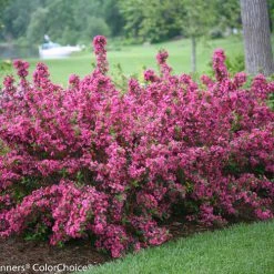 Bay Gardens NY Weigela Flo. Sonic Bloom® 'Pink' Deer Resistant Plants